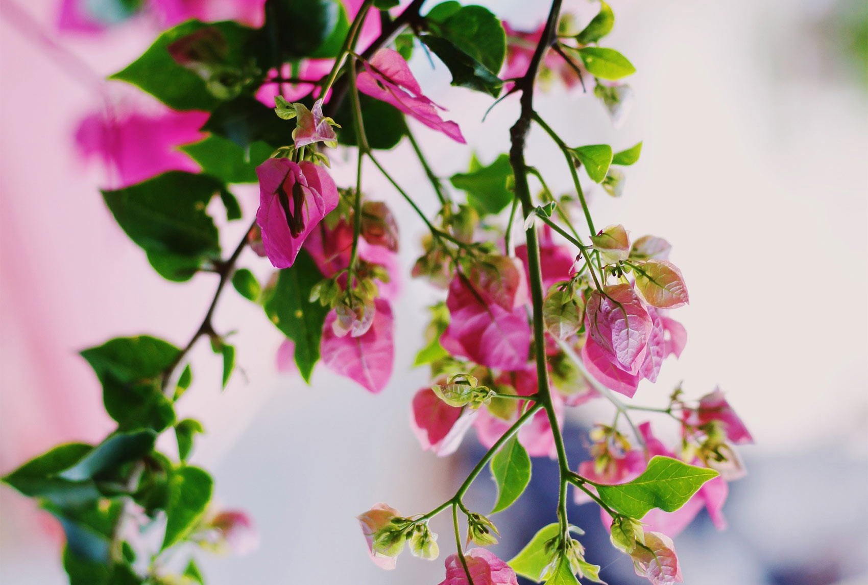 Ellevens - Visual 10