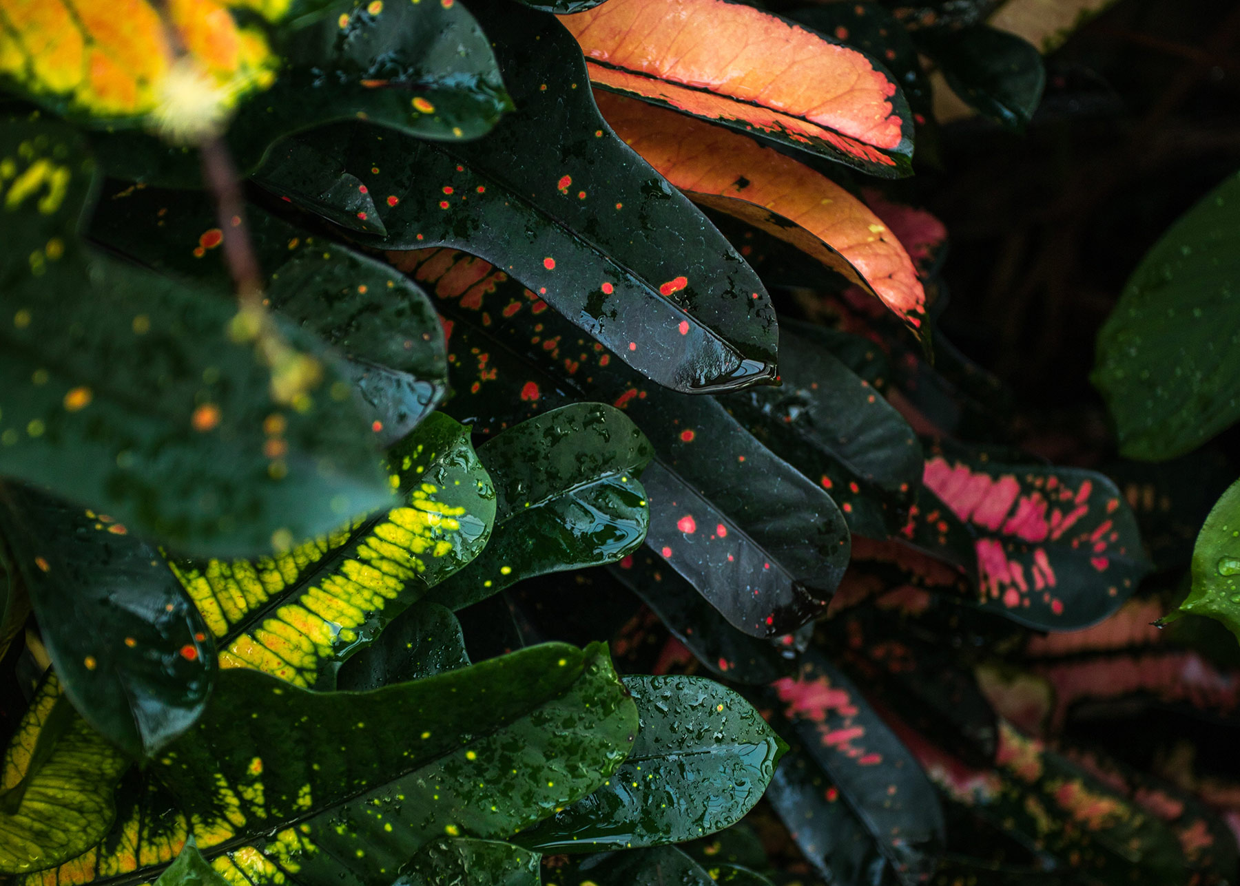 Ellevens - Visual 12