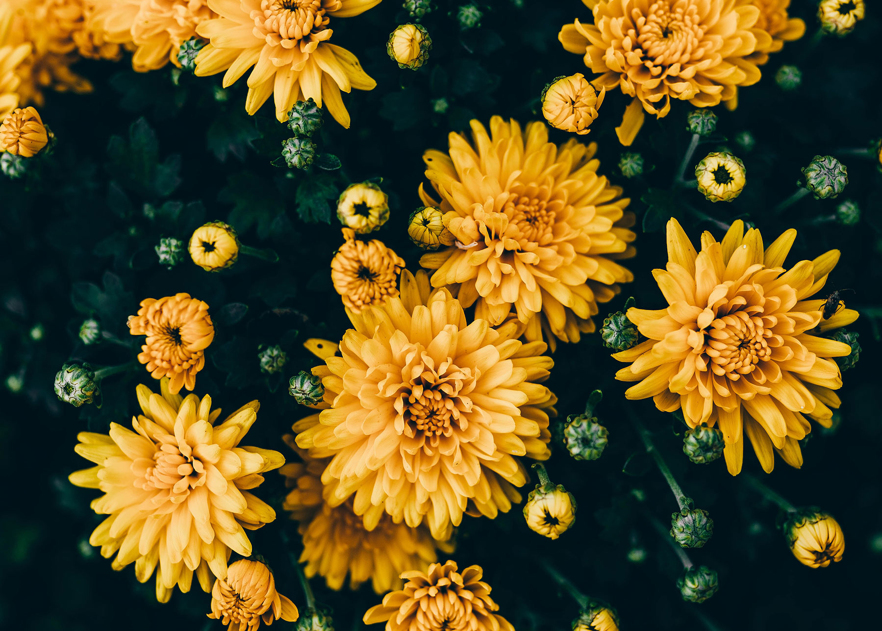 Ellevens - Visual 13