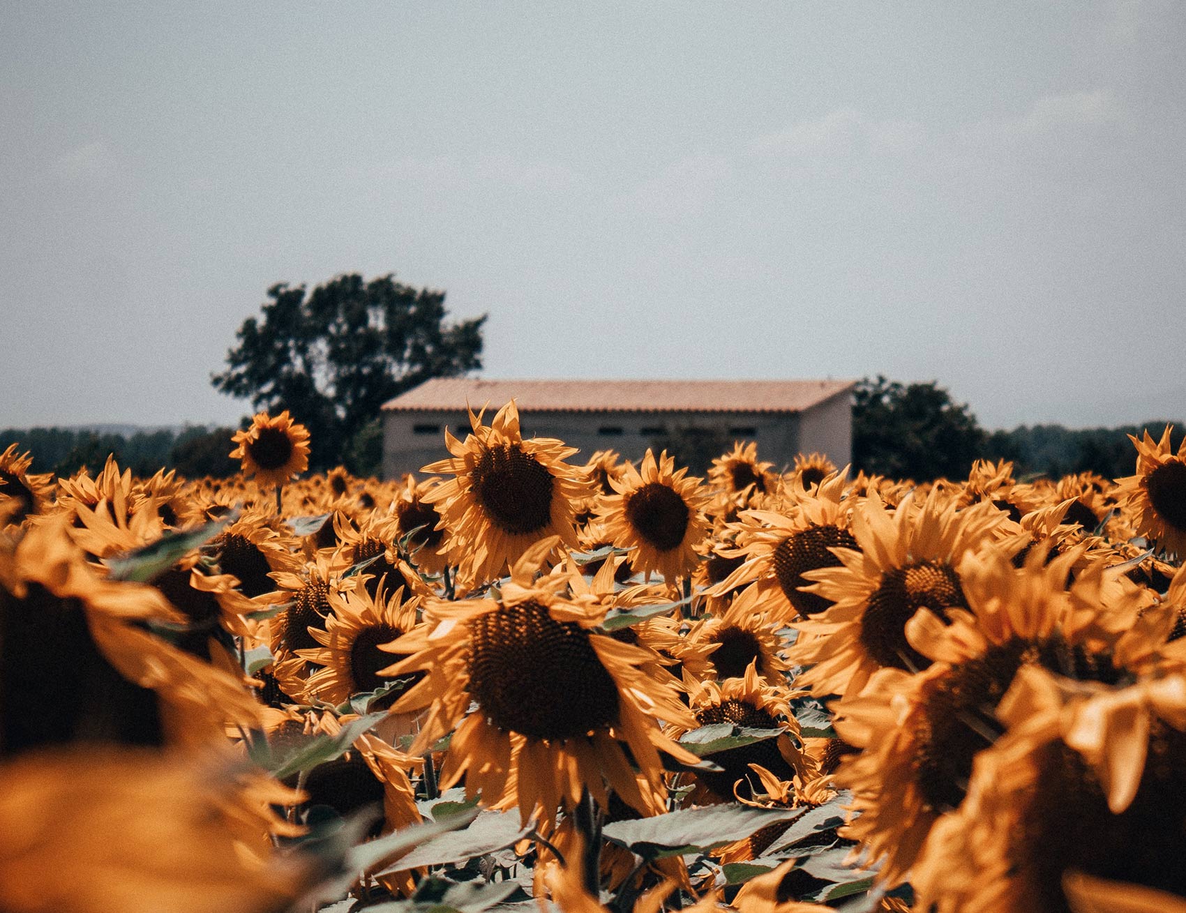 Ellevens - Visual 14